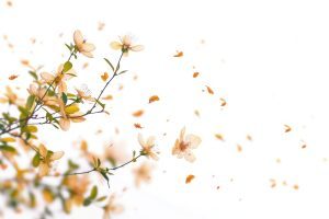 Leaves and flowers outdoors blossom nature.
